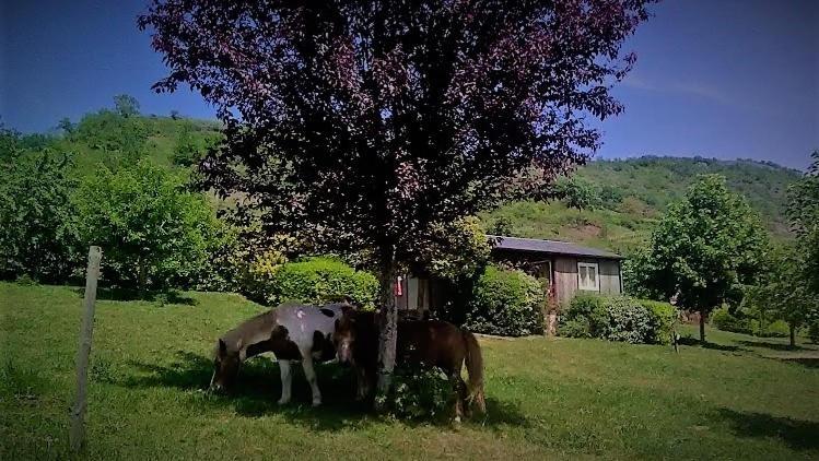 la Frégière Chalets Clairvaux-d'Aveyron Exterior foto